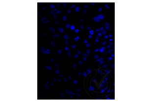 Immunofluorescence validation image for anti-Low Density Lipoprotein Receptor-Related Protein 2 (LRP2) (AA 3401-3500) antibody (Cy3) (ABIN750991)