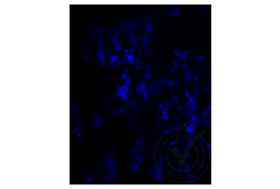 Immunofluorescence validation image for anti-Low Density Lipoprotein Receptor-Related Protein 2 (LRP2) (AA 3401-3500) antibody (Cy3) (ABIN750991)
