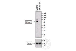Western Blotting validation image for anti-N-Myc Proto-Oncogene Protein (MYCN) (AA 401-464) antibody (ABIN760676)