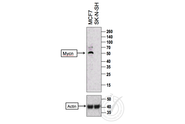 MYCN antibody  (AA 401-464)
