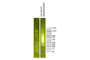 Cleavage Under Targets and Release Using Nuclease validation image for anti-Distal-Less Homeobox 5 (DLX5) (Center) antibody (ABIN5619487) (DLX5 antibody  (Center))