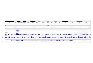 Cleavage Under Targets and Release Using Nuclease validation image for anti-Distal-Less Homeobox 5 (DLX5) (Center) antibody (ABIN5619487) (DLX5 antibody  (Center))