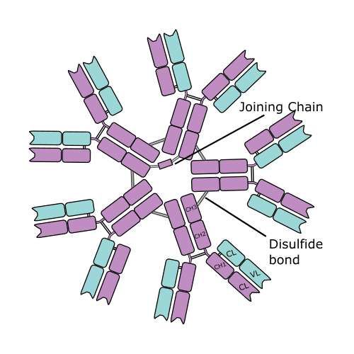 Structure of igg and igm