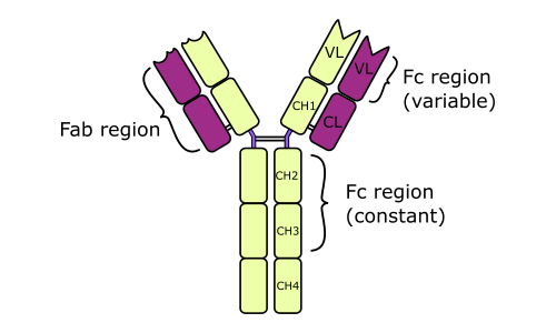 Anti Immunoglobulin E Ige Secondary Antibodies