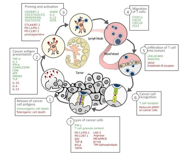 ImmunoOncology