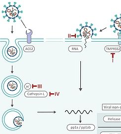 SARS-CoV-2 Cytokine Storm | www.antibodies-online.com