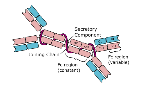 anti-Immunoglobulin A (IgA) secondary antibodies