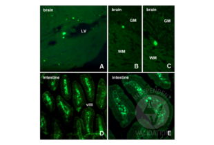 Immunohistochemistry validation image for anti-Bromodeoxyuridine (BrdU) antibody (ABIN2477713) (BrdU antibody)