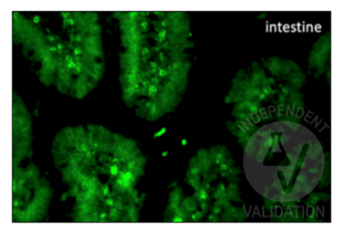 Immunohistochemistry validation image for anti-Bromodeoxyuridine (BrdU) antibody (ABIN2477713) (BrdU antibody)