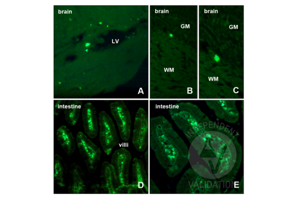 BrdU antibody