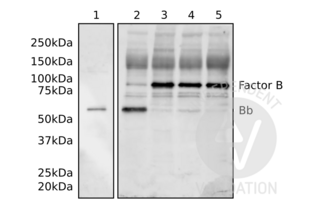 Western Blotting validation image for anti-Complement Factor Bb antibody (ABIN2473066) (Complement Factor Bb antibody)