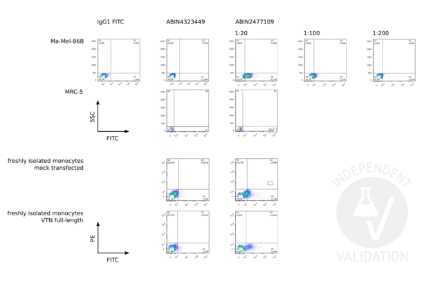 Vitronectin antibody