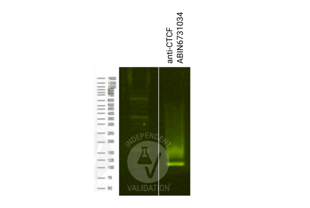 Recombinant CTCF antibody