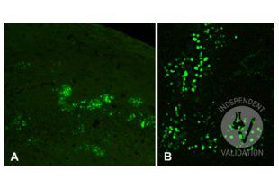 Immunohistochemistry validation image for anti-5-Methylcytosine antibody (ABIN1385081)