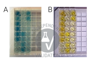 ELISA validation image for Amyloid beta 1-40 (Abeta 1-40) ELISA Kit (ABIN6964815)