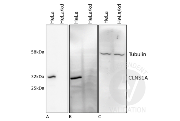 CLNS1A antibody