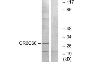 Western Blotting (WB) image for anti-Olfactory Receptor, Family 6, Subfamily C, Member 68 (OR6C68) (C-Term) antibody (ABIN1853156) (OR6C68 antibody  (C-Term))