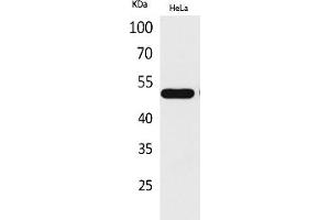 Western Blot analysis of hela cells using LXRα Polyclonal Antibody. (NR1H3 antibody  (Internal Region))