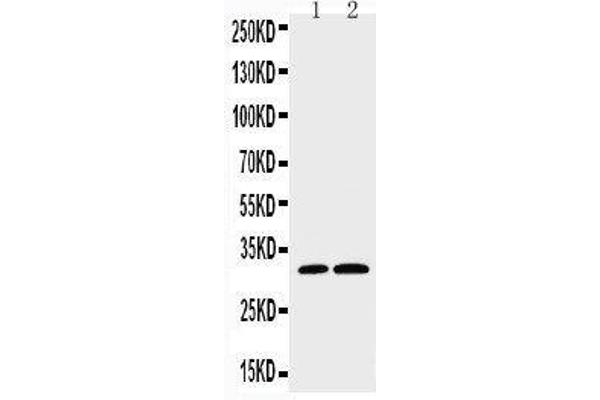 Caspase 3 antibody  (C-Term)