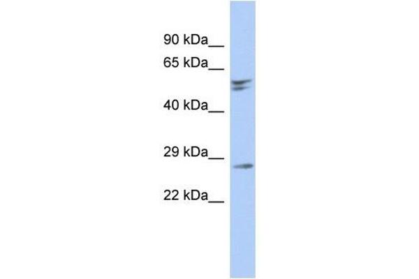 RD3 anticorps  (N-Term)