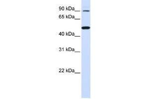 Western Blotting (WB) image for anti-Rhomboid 5 Homolog 1 (RHBDF1) antibody (ABIN2459330) (RHBDF1 antibody)