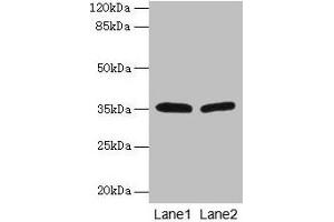 Western blot All lanes: HSD17B12 antibody at 1. (HSD17B12 antibody  (AA 40-181))