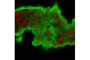 Immunofluorescence (IF) image for anti-Keratin 18 (KRT18) antibody (ABIN6939938)