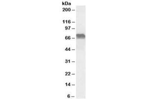 Western blot testing of Daudi lysate with LMO6 antibody at 0. (PRICKLE3 antibody)