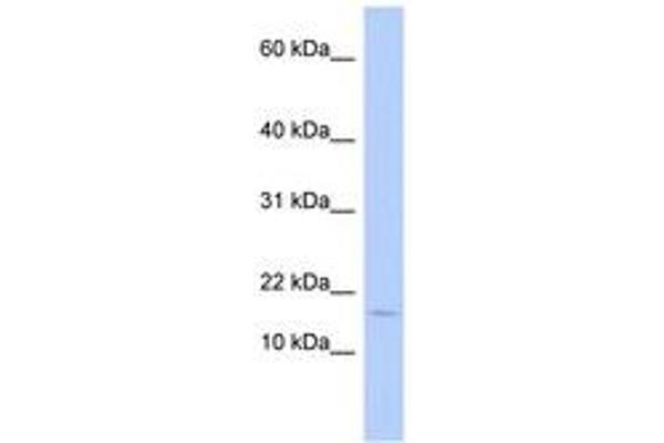 ISCA2 antibody  (AA 35-84)