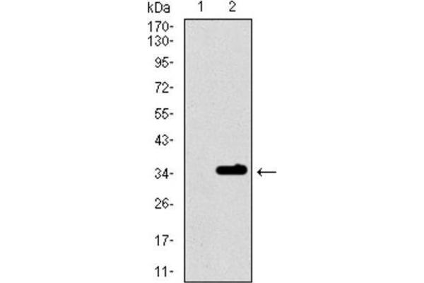 Purinergic Receptor P2Y, G-Protein Coupled, 13 (P2RY13) (AA 1-49) antibody