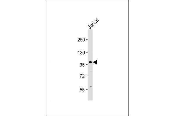 KIAA1524 antibody  (AA 537-567)