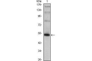 Western blot analysis using FOXP3 mAb against FOXP3(AA: 2-193)-hIgGFc transfected HEK293 cell. (FOXP3 antibody)