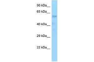 WB Suggested Anti-ZNF20 Antibody Titration: 1. (ZNF20 antibody  (C-Term))