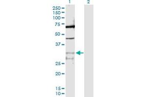 Western Blot analysis of PPIE expression in transfected 293T cell line by PPIE MaxPab polyclonal antibody. (PPIE antibody  (AA 1-301))