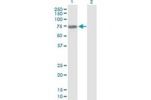 Western Blot analysis of NEFL expression in transfected 293T cell line by NEFL MaxPab polyclonal antibody. (NEFL antibody  (AA 1-543))