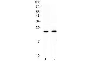 Western blot testing of 1) rat heart and 2) mouse heart lysate with FNDC5 antibody at 0. (FNDC5 antibody  (AA 32-143))