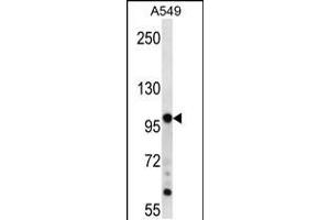 Western blot analysis in A549 cell line lysates (35ug/lane). (TPX2 antibody  (AA 419-448))