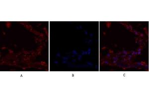 Immunofluorescence analysis of human lung tissue. (IRS1 antibody)