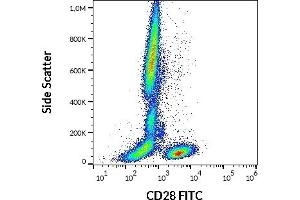 Flow cytometry surface staining pattern of human peripheral whole blood stained using anti-human CD28 (CD28. (CD28 antibody  (FITC))
