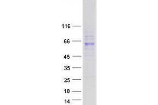 UGT1A10 Protein (Myc-DYKDDDDK Tag)