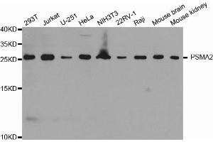 Western blot analysis of extracts of various cell lines, using PSMA2 antibody. (PSMA2 antibody)