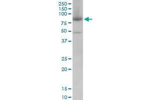 Western Blotting (WB) image for anti-Mitofusin 2 (MFN2) (AA 661-758) antibody (ABIN599101) (MFN2 antibody  (AA 661-758))