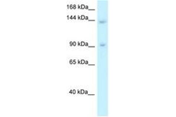 TRERF1 antibody  (AA 957-1006)