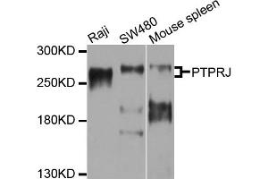 Western blot analysis of extracts of various cell lines, using PTPRJ antibody (ABIN6003863) at 1/1000 dilution. (PTPRJ antibody)