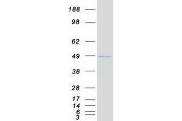 DPF2 Protein (Myc-DYKDDDDK Tag)