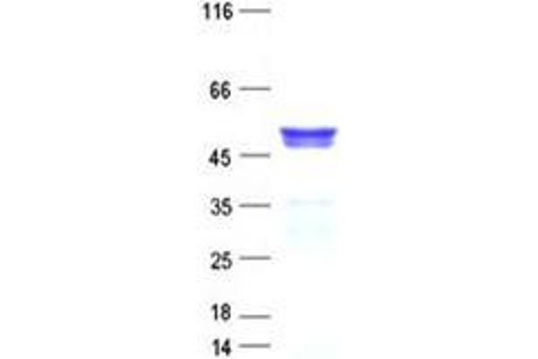 HMGCS2 Protein (His tag)