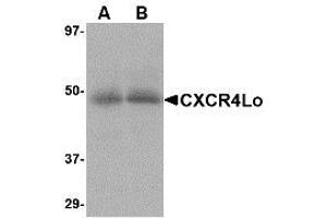 Image no. 1 for anti-Chemokine (C-X-C Motif) Receptor 4 (CXCR4) (N-Term) antibody (ABIN1493919) (CXCR4 antibody  (N-Term))