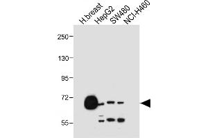 All lanes : Anti-SLCO1B1 Antibody (Center) at 1:500 dilution Lane 1: Human breast tissue lysate Lane 2: HepG2 whole cell lysate Lane 3: S whole cell lysate Lane 4: NCI- whole cell lysate Lysates/proteins at 20 μg per lane. (SLCO1B1 antibody  (AA 267-293))