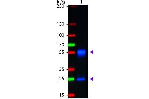 Western Blot of Goat anti-Mouse IgG Fluorescein Conjugated Antibody. (Goat anti-Mouse IgG (Heavy & Light Chain) Antibody (FITC) - Preadsorbed)