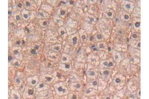 IHC-P analysis of Human Liver Tissue, with DAB staining. (IL-4 antibody  (AA 25-153))